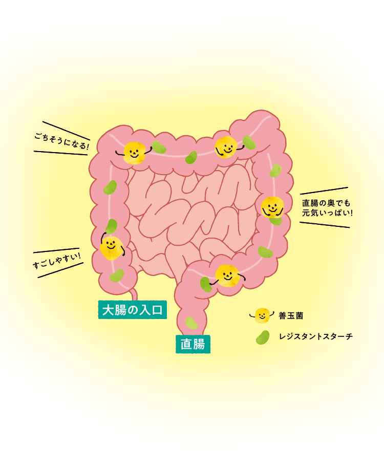 腸のイメージイラスト