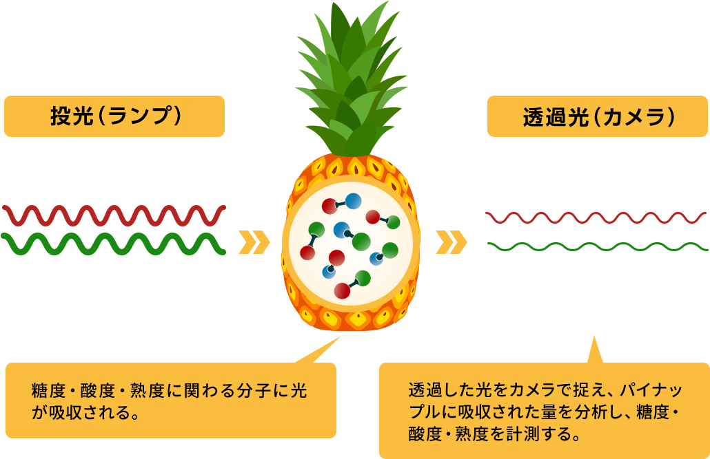 投光（ランプ）:糖度・酸度・熟度に関わる分子に光が吸収される。 透過光（カメラ）:透過した光をカメラで捉え、パイナップルに吸収された量を分析し、糖度・酸度・熟度を計測する。