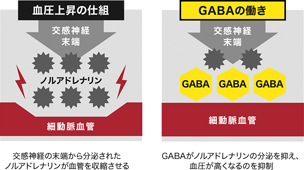 GABAの動き