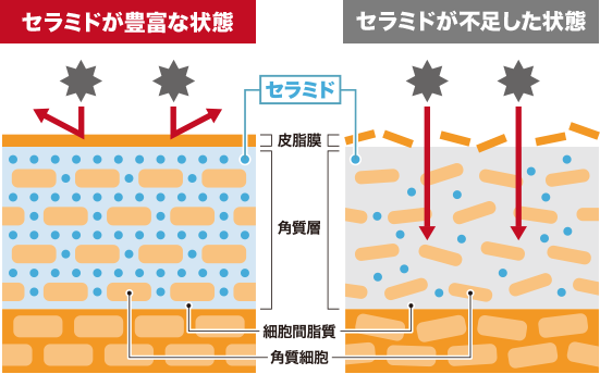 セラミドが豊富な状態のイメージ図