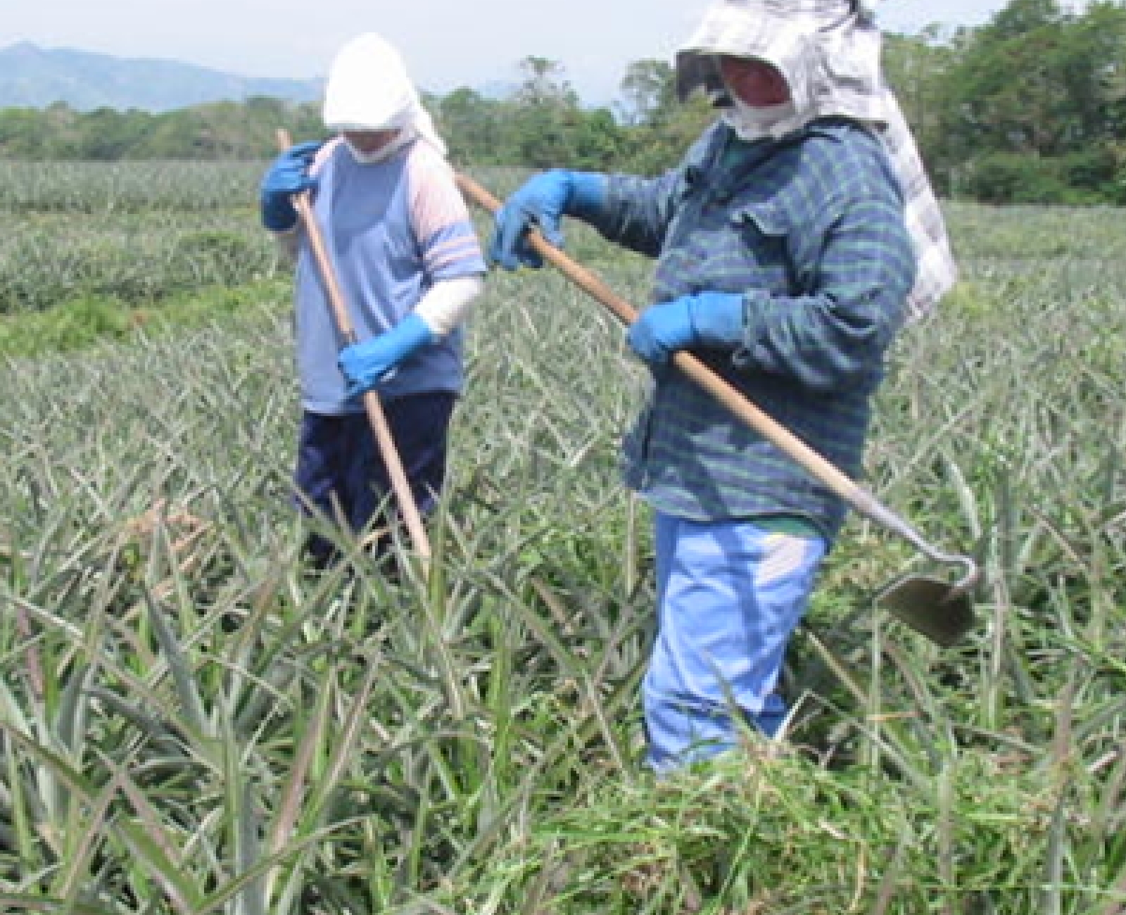 農薬を減らす工夫