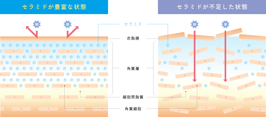 セラミドの動きイメージ図