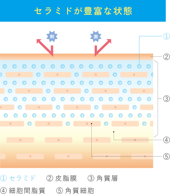 セラミドの動きイメージ図