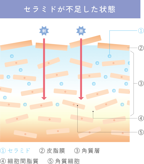 セラミドの動きイメージ図