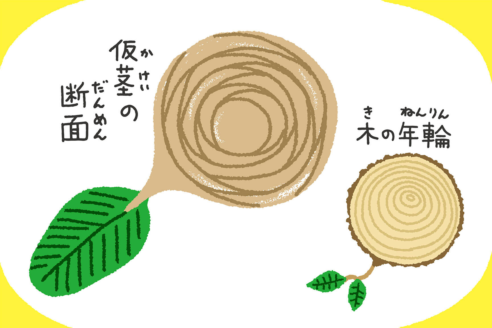 仮茎と年輪の比較