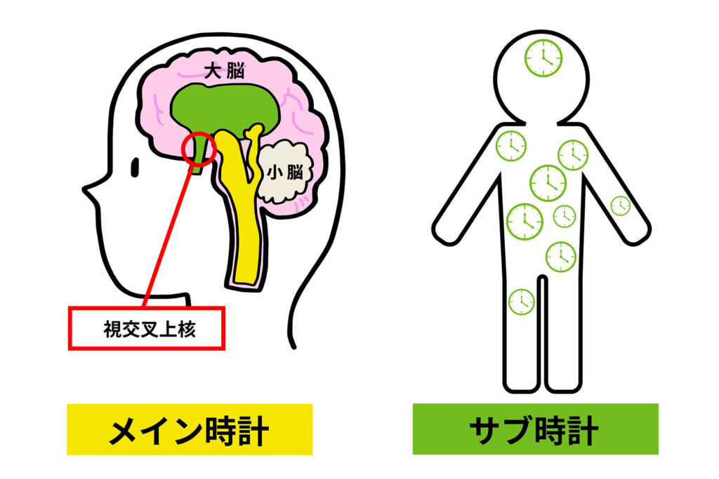 メイン時計、サブ時計
解説イラスト